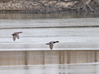 Mallards 6238
